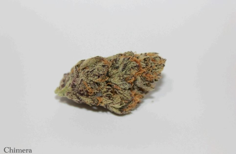 Roemer Farms - Chimera - Flower