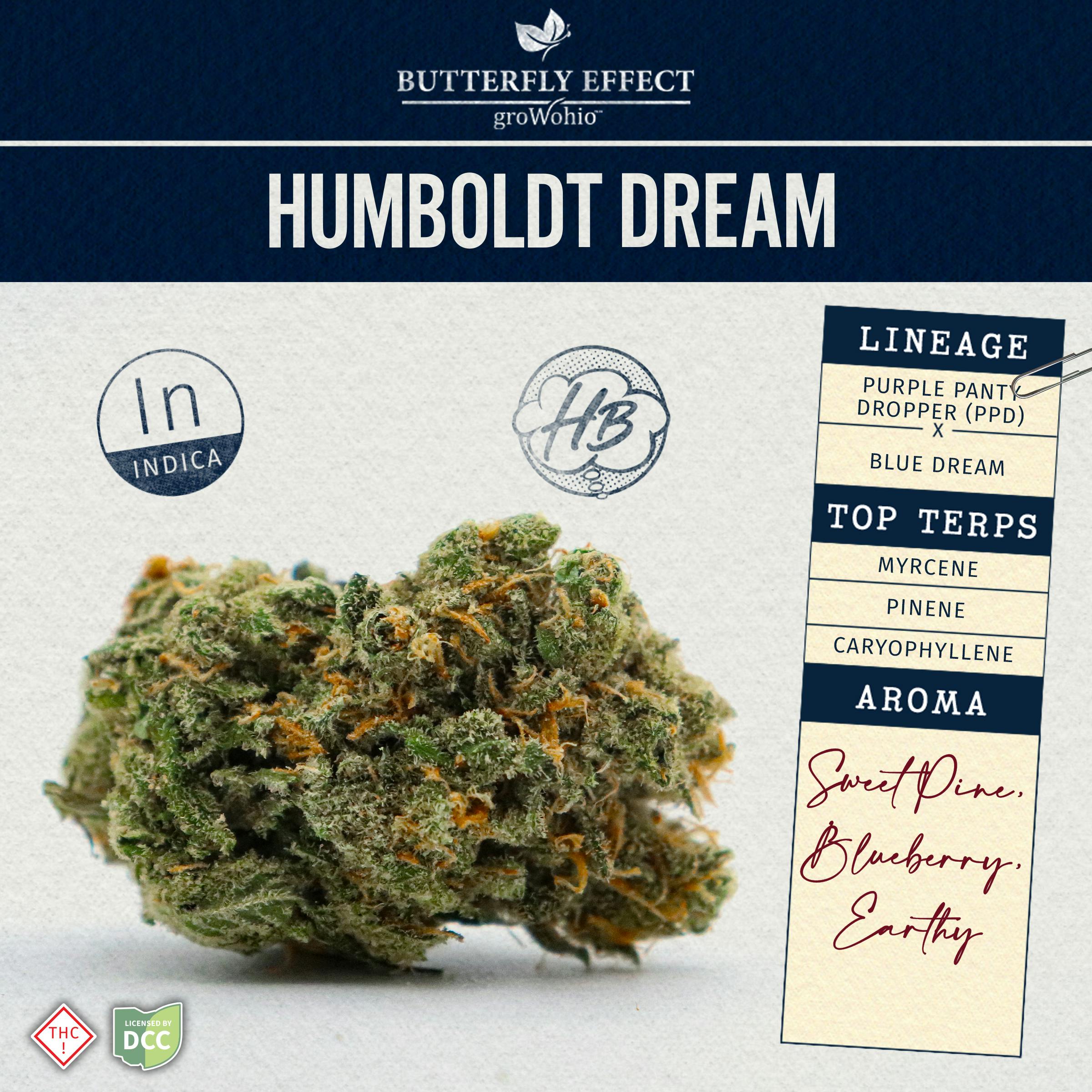 Butterfly Effect | Humboldt Dream