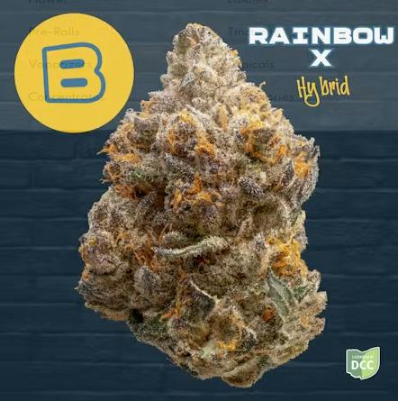 Buckeye | Rainbow X