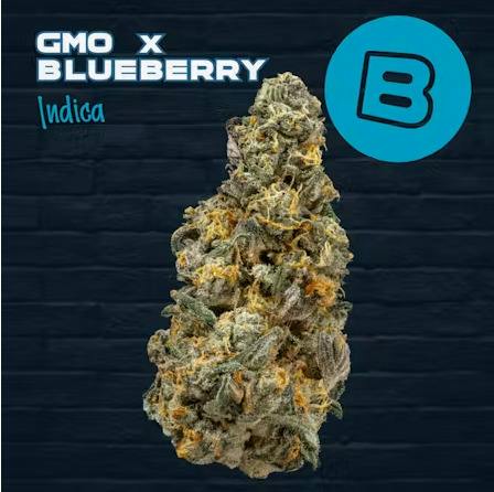 Buckeye | GMO X Blueberry