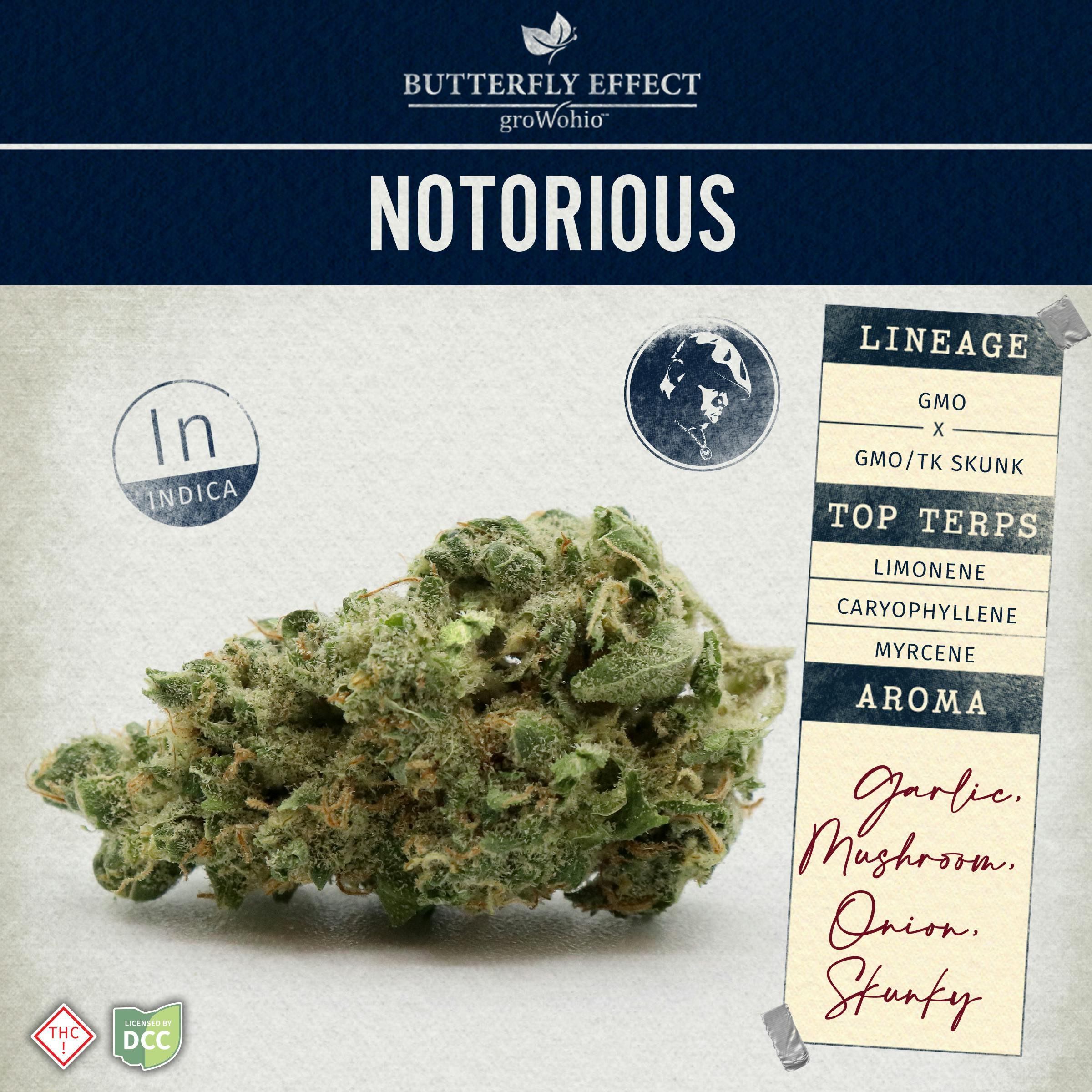 Butterfly Effect | Notorious