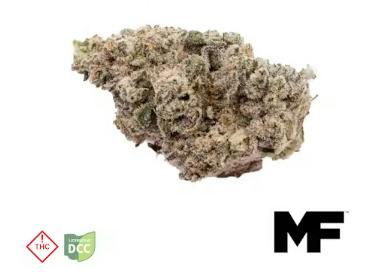 Modern Flower | Bionic Chronic