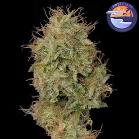 Sly Dough *Half OZ Special*