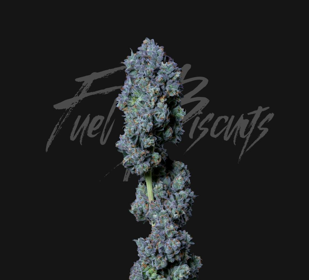 Alt Sol Fuel Biscuits 3.5g Flower