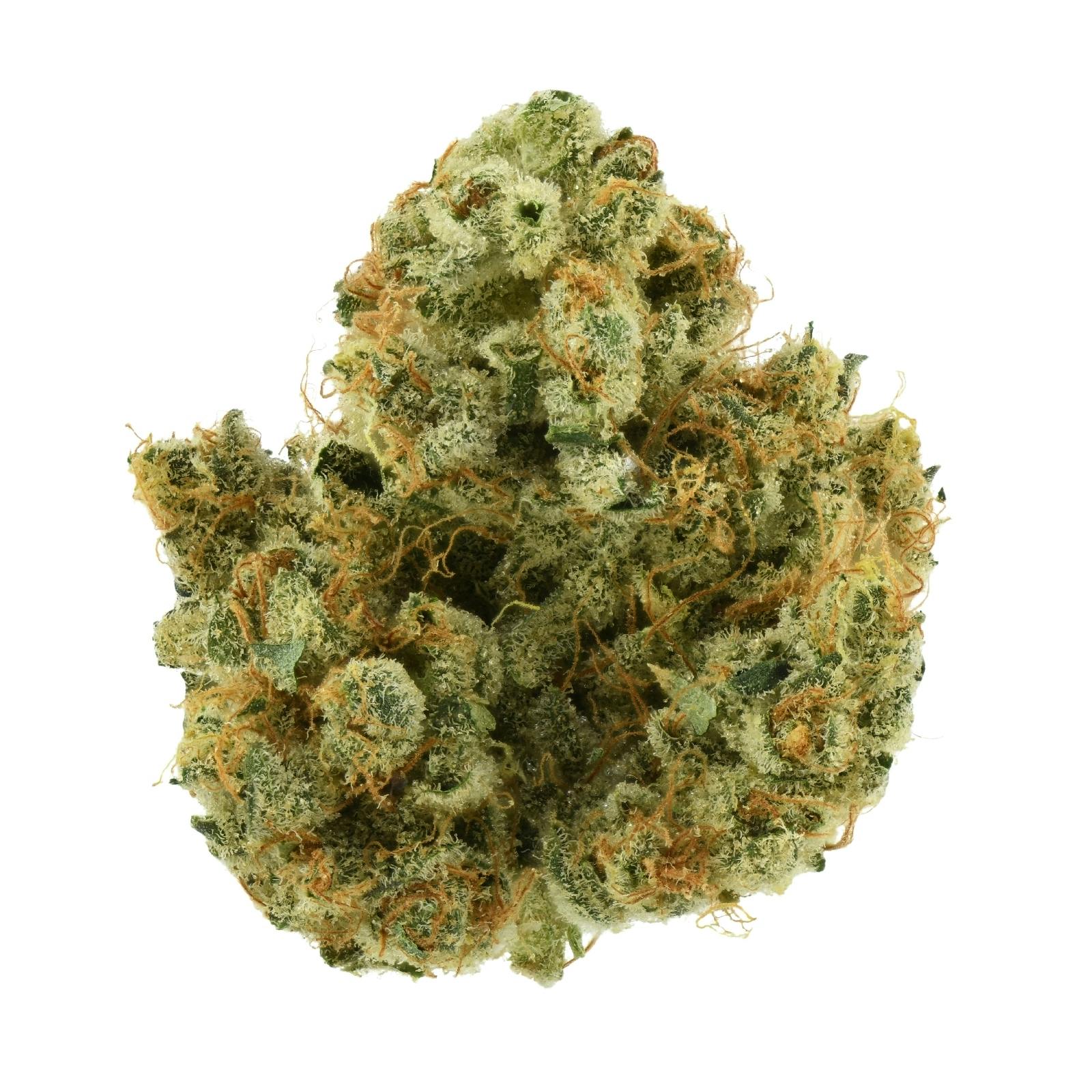 Lost Dutchmen | Meyers Lemon at Releaf 85624