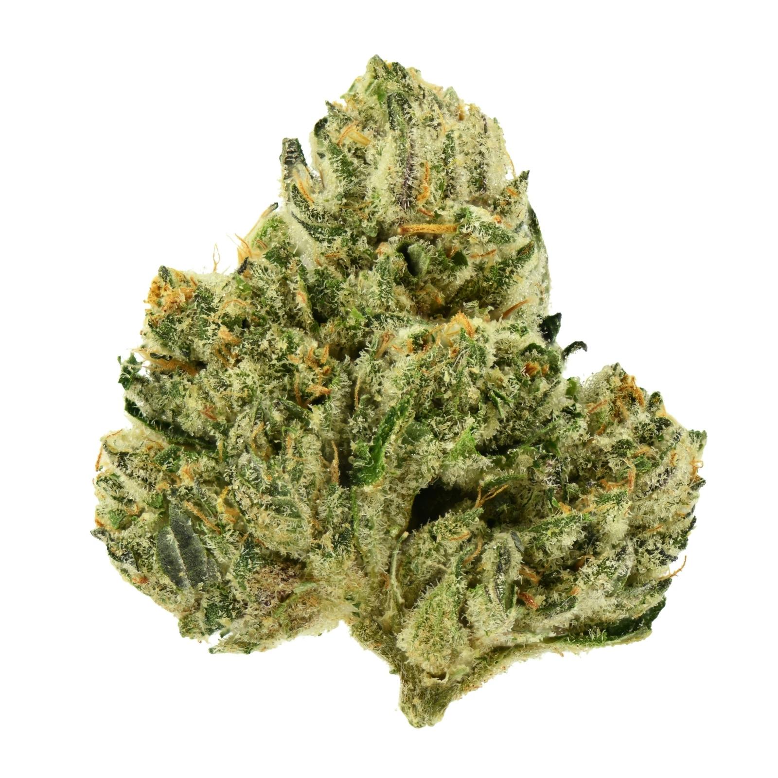 PJP Flower | Gastopia