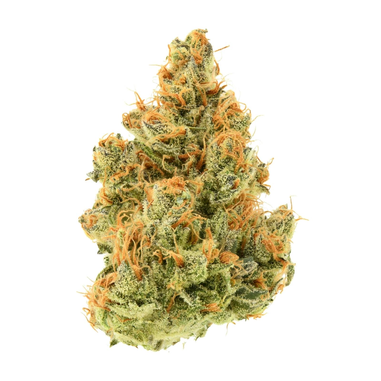 OSG Flower | Cindy 99