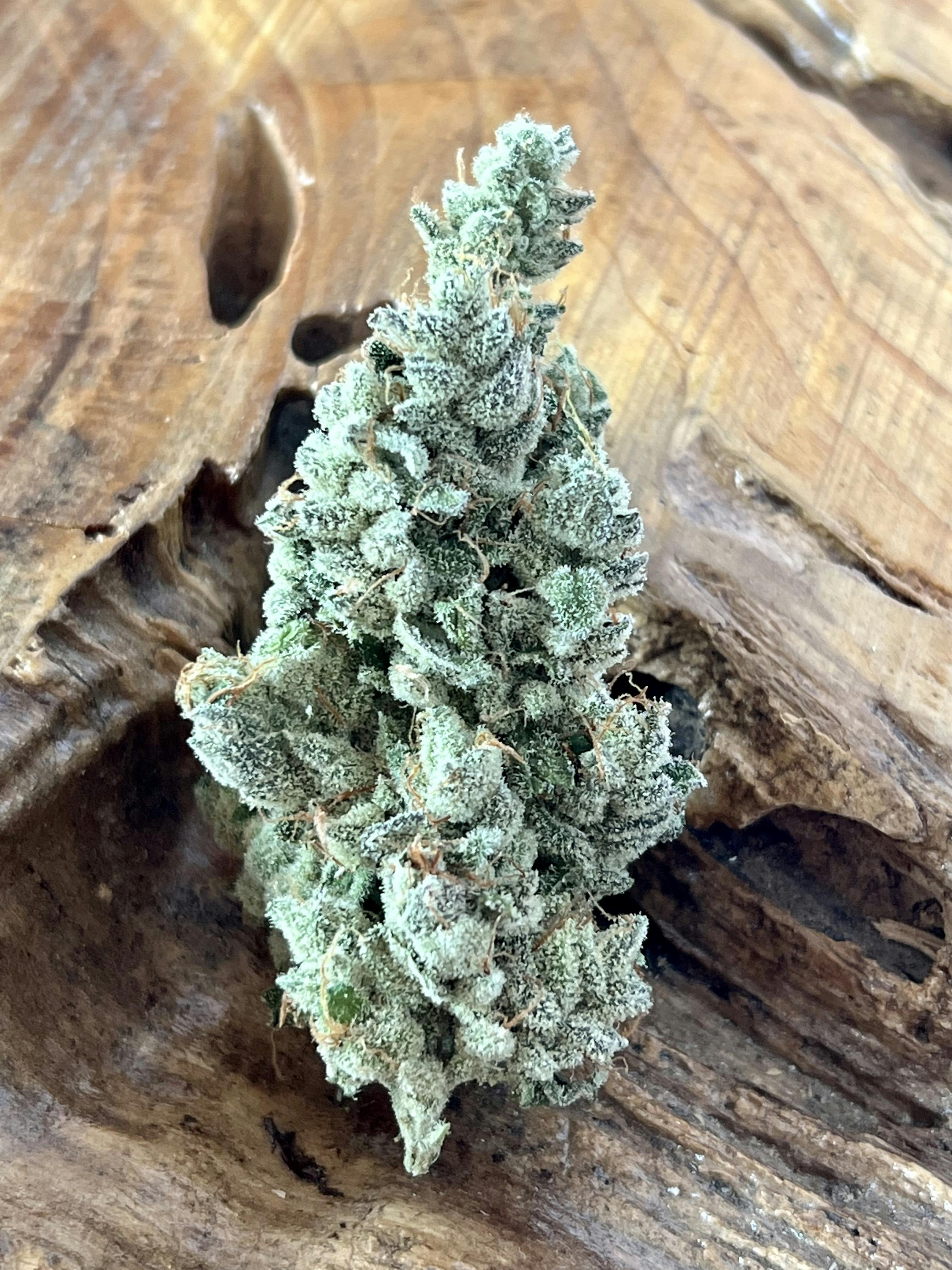 Alderpoint Sour Diesel - 1/2g PreRoll