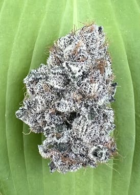 Grape Mochi - 7g