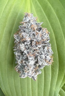 Gaccio - 3.5g