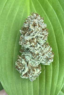 Pineapple Sorbet - 3.5g