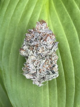 VooDoo Larry - 7g