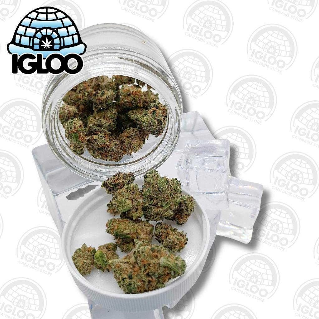 Blueberry Muffin | Bulk Flower