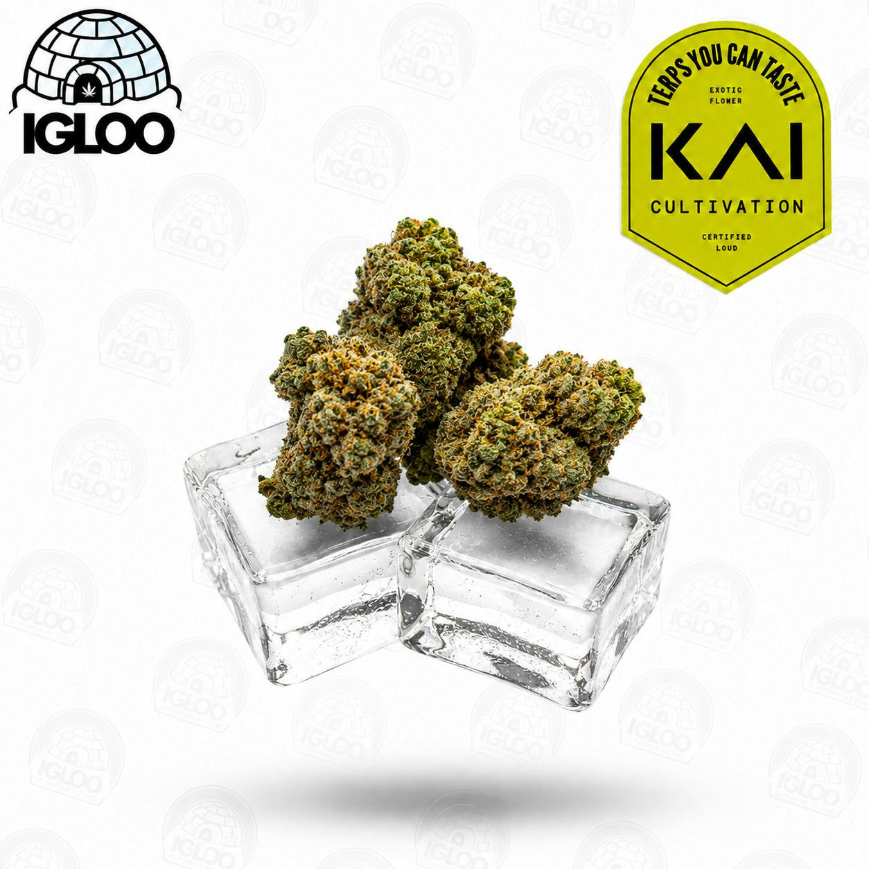 KAI | Deli Flower | Gary Payton x Jealousy (GREEN)