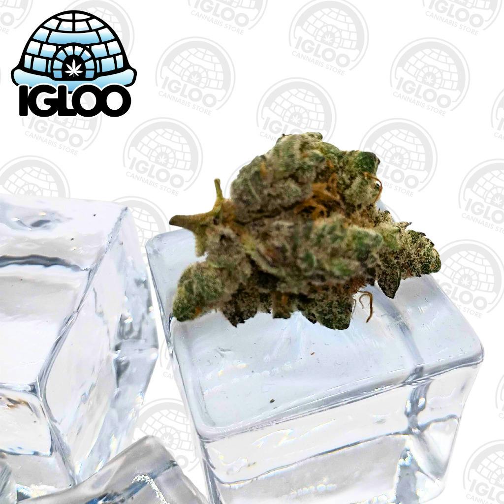 Glacier | Deli Flower | Maui True Blood (GREEN) at Igloo Cannabis Store