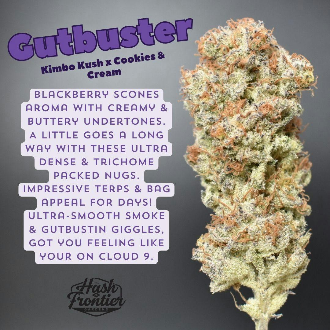 Gutbuster (I) Flower (Kimbo Kush x Cookies & Cream) - The Hash Frontier *FAMOUS SIGNATURE HASHPLA...