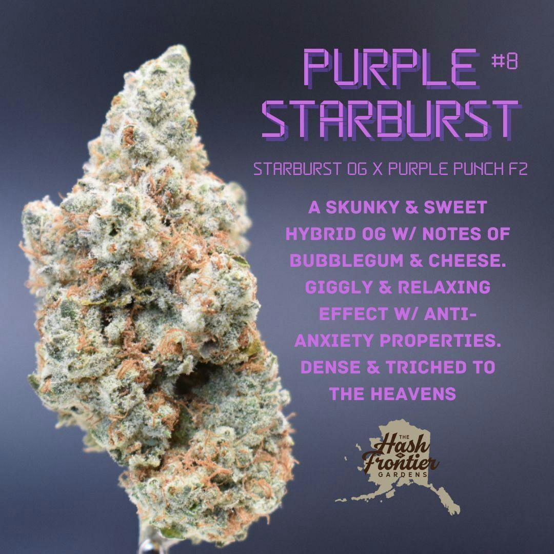 Purple Starburst #8 (H) Flower (Starburst OG x Purple Punch F2) - The Hash Frontier