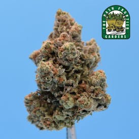 Papaya Punch #9 (IH) Flower ($40 8th) - The Hash Frontier
