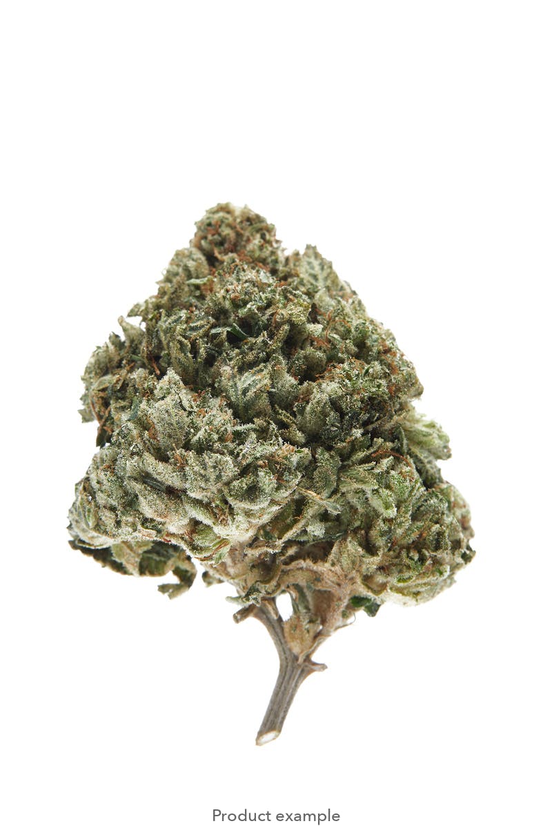 Gutbuster (I) 3.5g Small Buds Pre-Pack **$28 SALE**