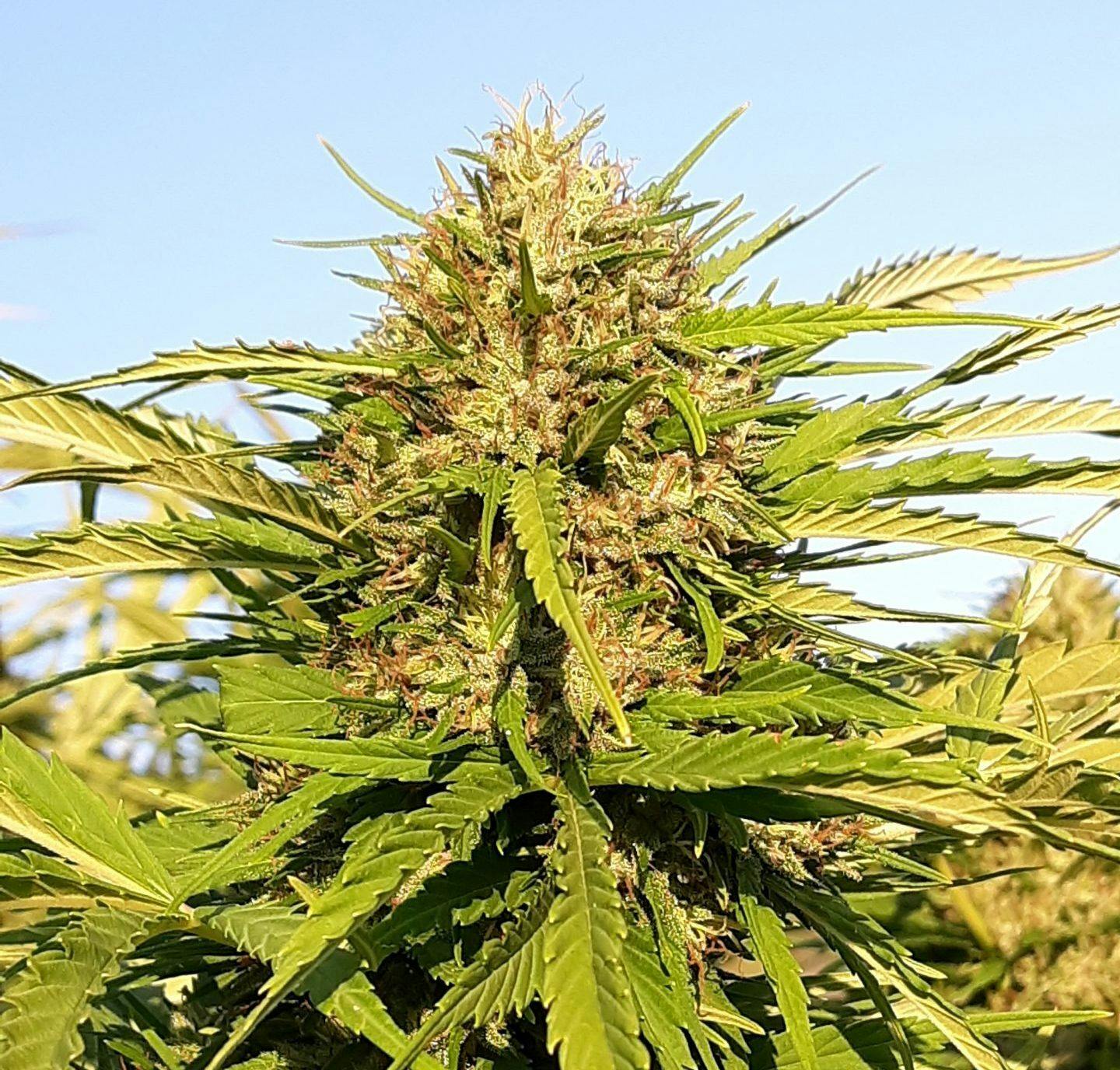 STRAWBERRY ORANGE CBD - 12PK REGULAR