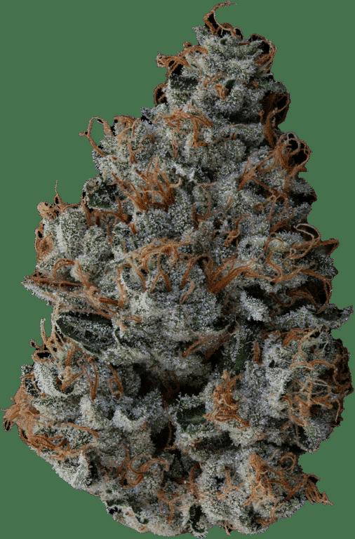 Motorbreath Flower - 1339923