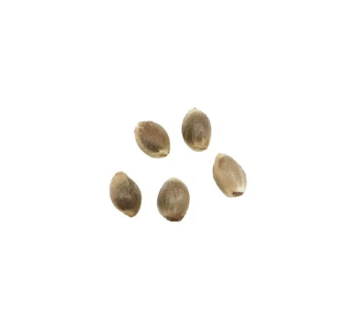 Painted Lady Feminized CBD Seeds | 5-Pack