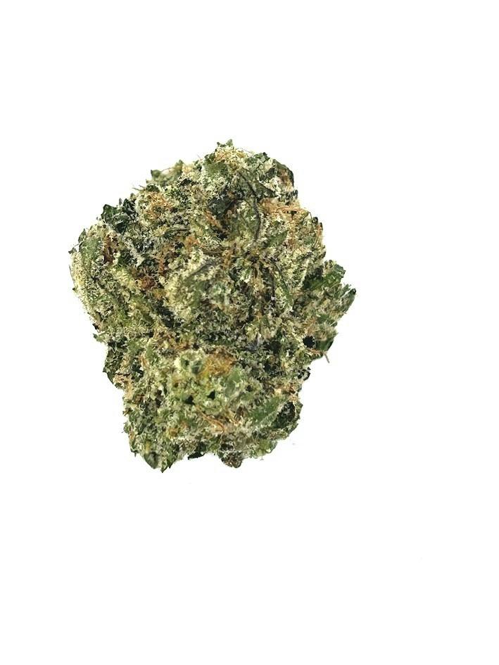 Zangria (14G)