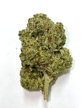 HG-Peacemaker (1/8) - Sativa