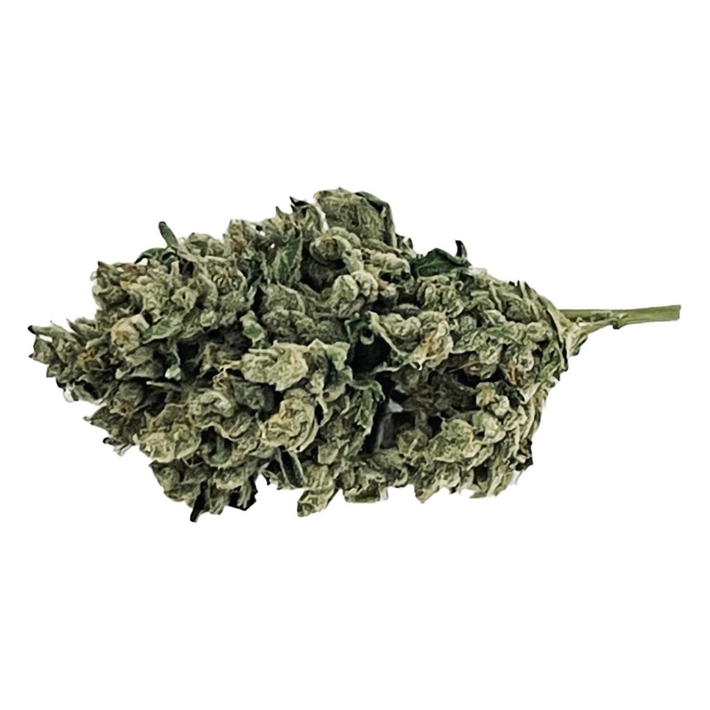 BC Green- Stankasaurus