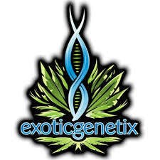 Exotic Genetics - Jigglers - PR - 1G at Bloom & Blaze