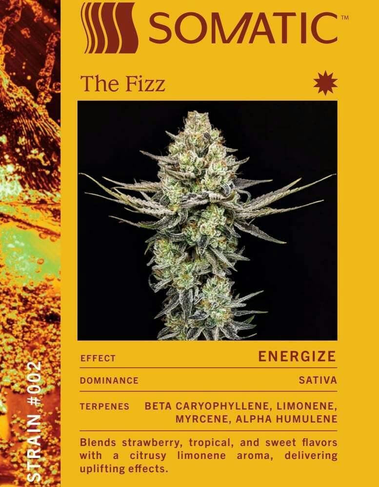 The Fizz