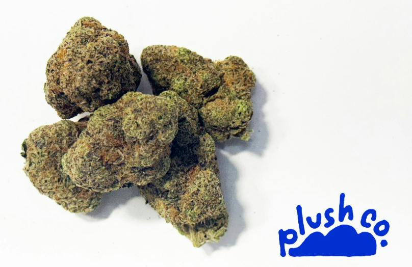Wildfire | PlushCo.
