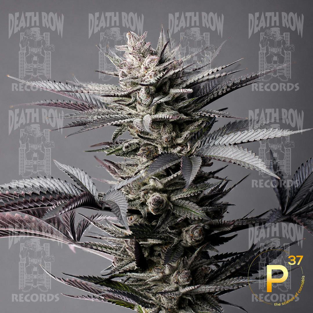 Terpgasm [56g]