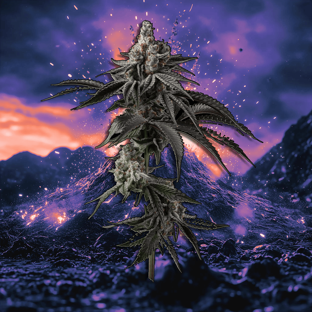 Dante's Wrath [56g]