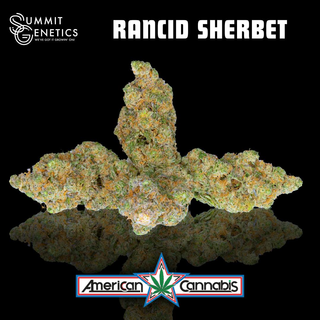 [Flower] Summit Genetics Rancid Sherbet 14g [Hybrid]