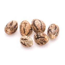 The Bank Genetics: Seeds