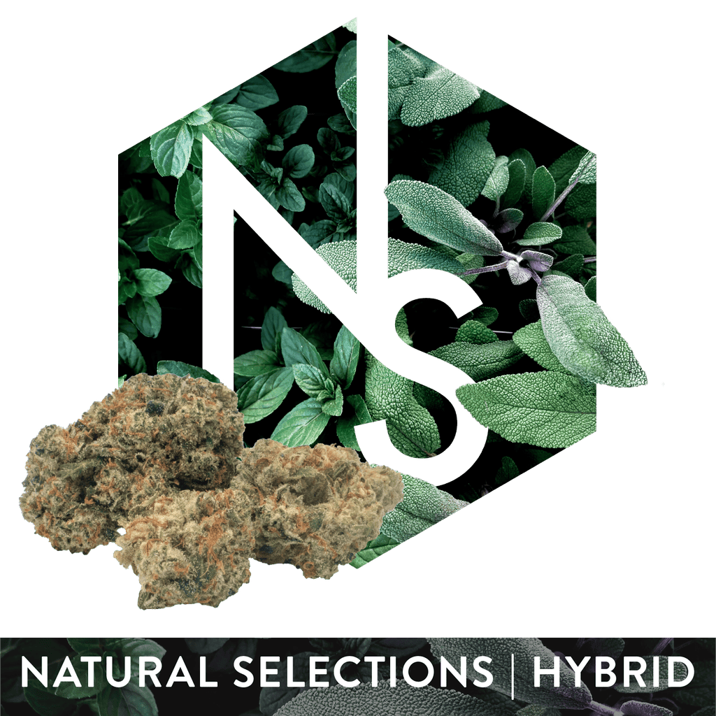 Natural Selections OGKB 2.1 Whole Flower 3.5g