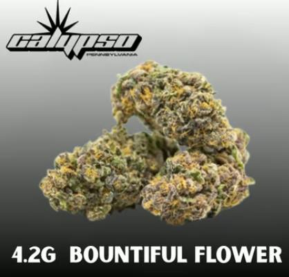 Calypso Bountiful Apple-lato Whole Flower 4.2g