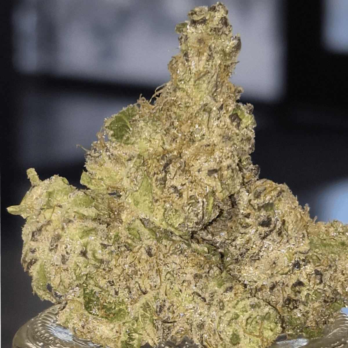Aloha Sugar - Sativa-Dom - Cannatopia Tulsa - MED - 3.5g - Packed
