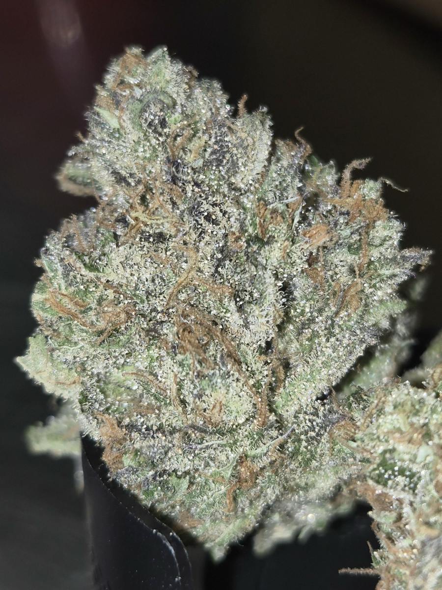 Fresh Powder - Sativa-Dom - Cannatopia Tulsa - MED - 3.5g - Packed