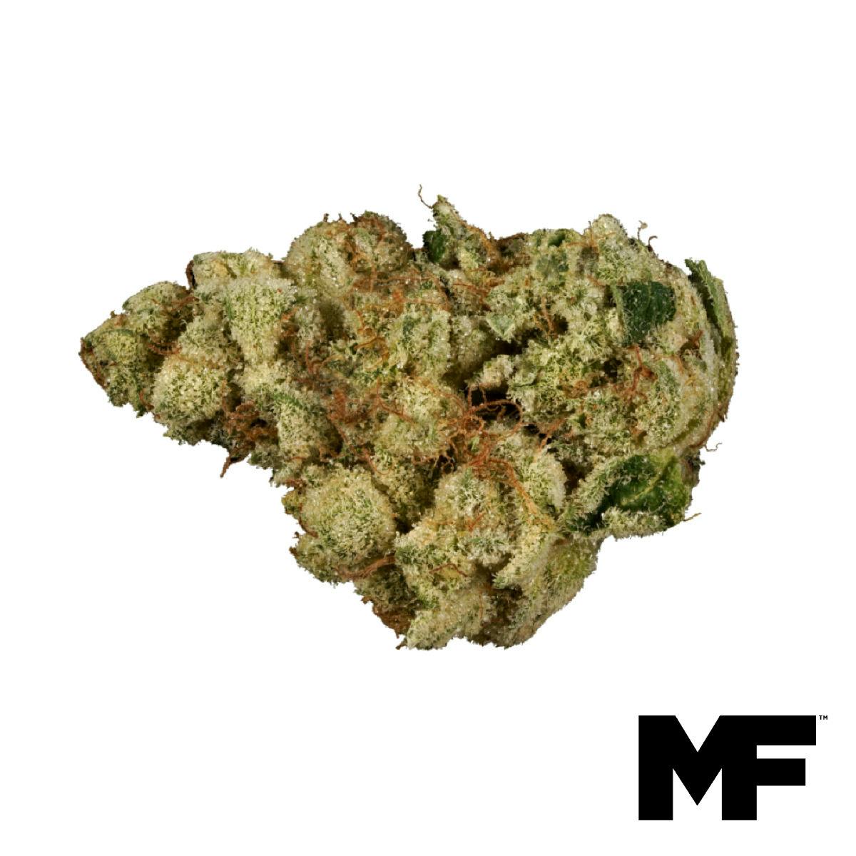 White Sherbo Flower