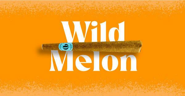 Doinks Wild Melon Infused Blunt Single | 1g