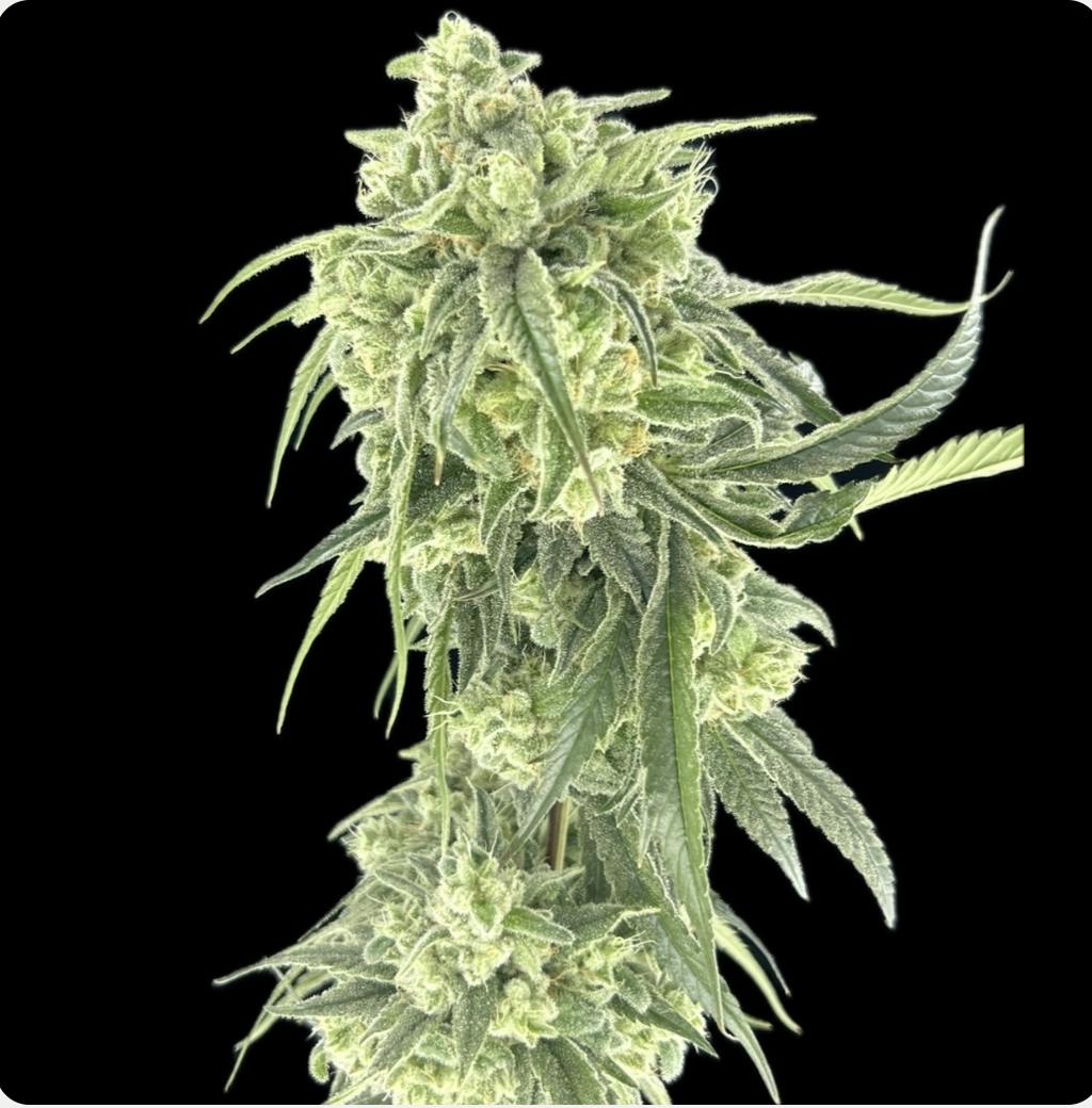 Green Lightning GAK Flower 3.5g