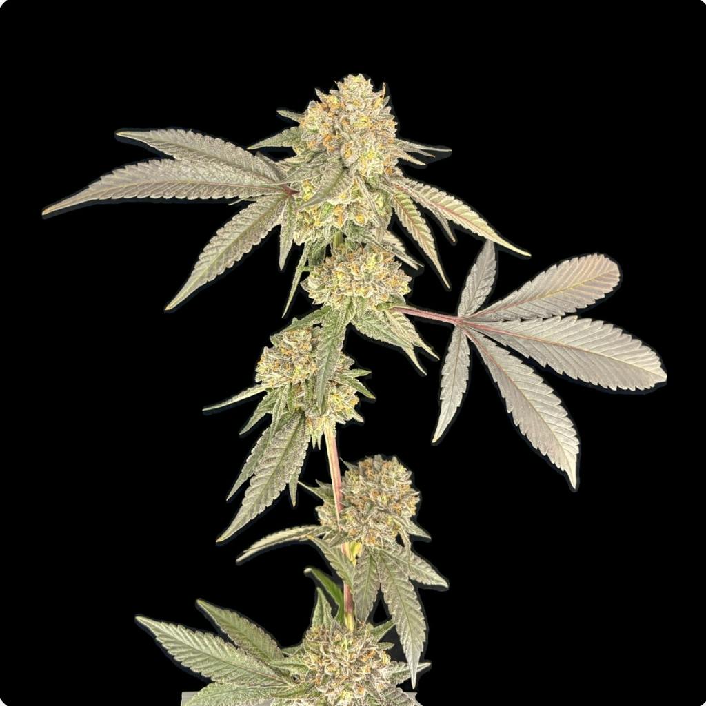 Green Lightning Glitter Bomb Flower 3.5g
