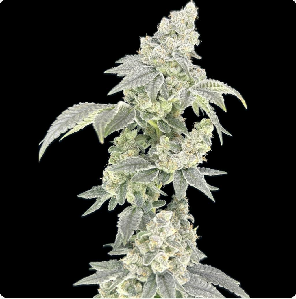 Green Lightning Spritzer Flower 7g