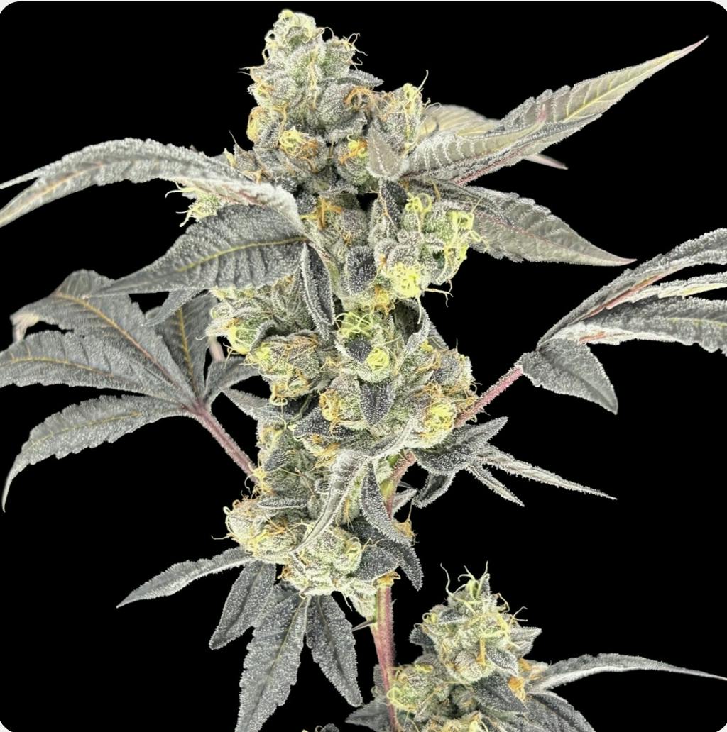 Green Lightning Zeclair Flower 3.5g