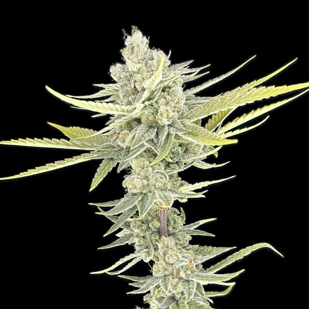 Green Lightning Pineapple Donut Flower 3.5g