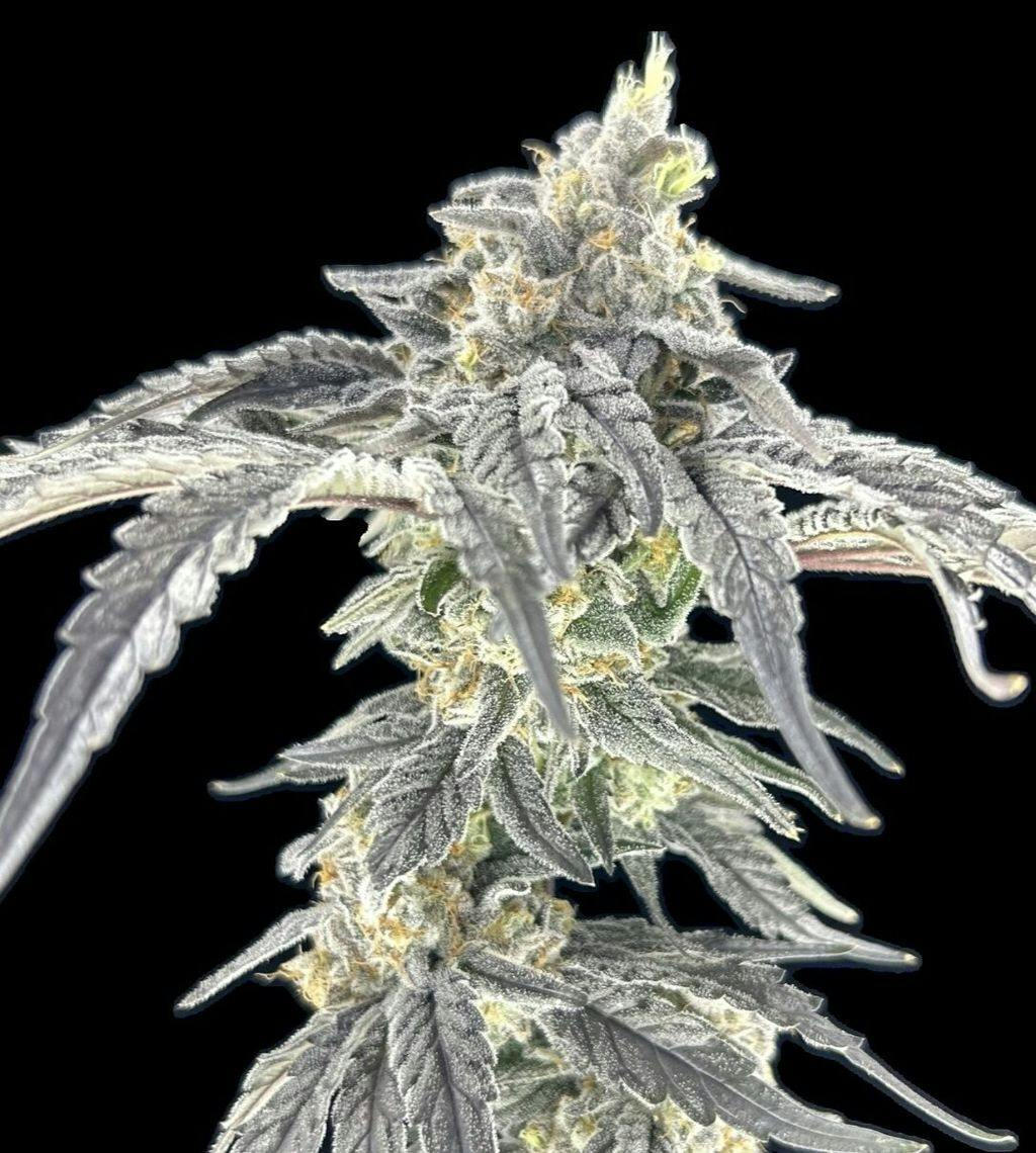 Green Lightning Specimen X Flower 3.5g
