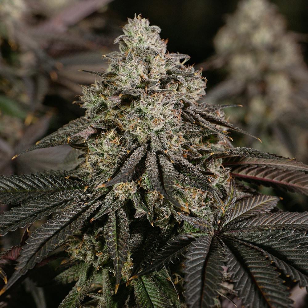 GOGURTZ | WHOLE BUDS | 14G cannabis product