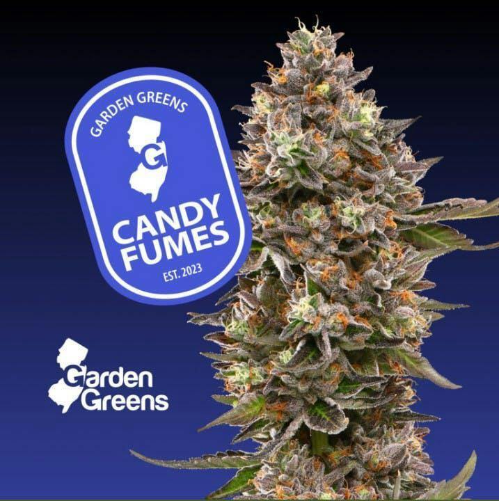 CANDY FUMEZ | BIG BUDS | 7G